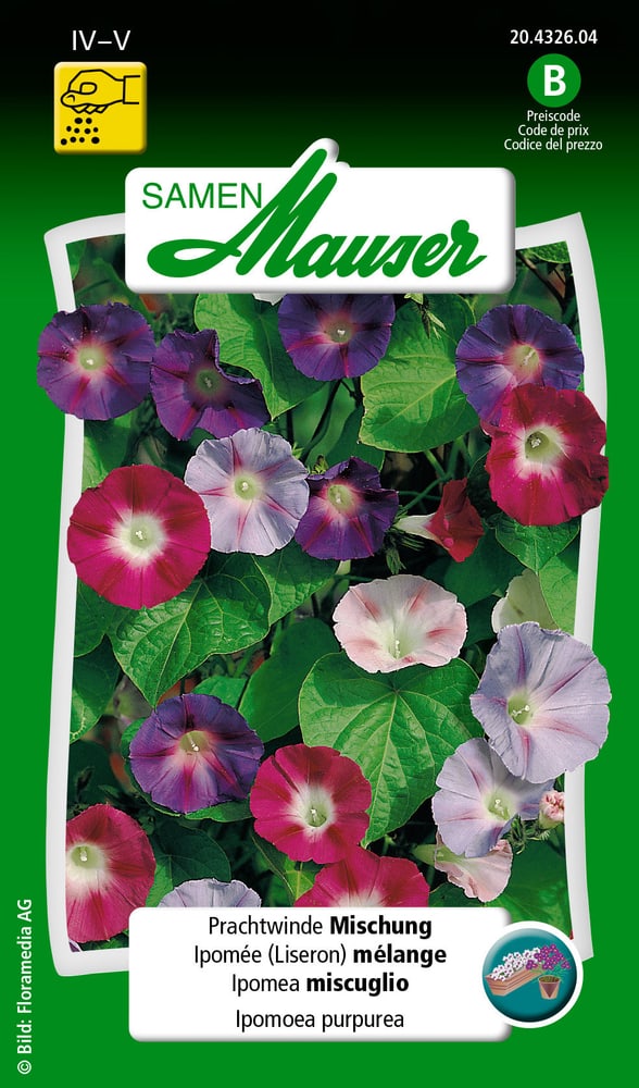 Prachtwinde Mischung Blumensamen Samen Mauser 650104301000 Inhalt 2.5 g (ca. 30  Pflanzen oder 1 - 2 m²) Bild Nr. 1