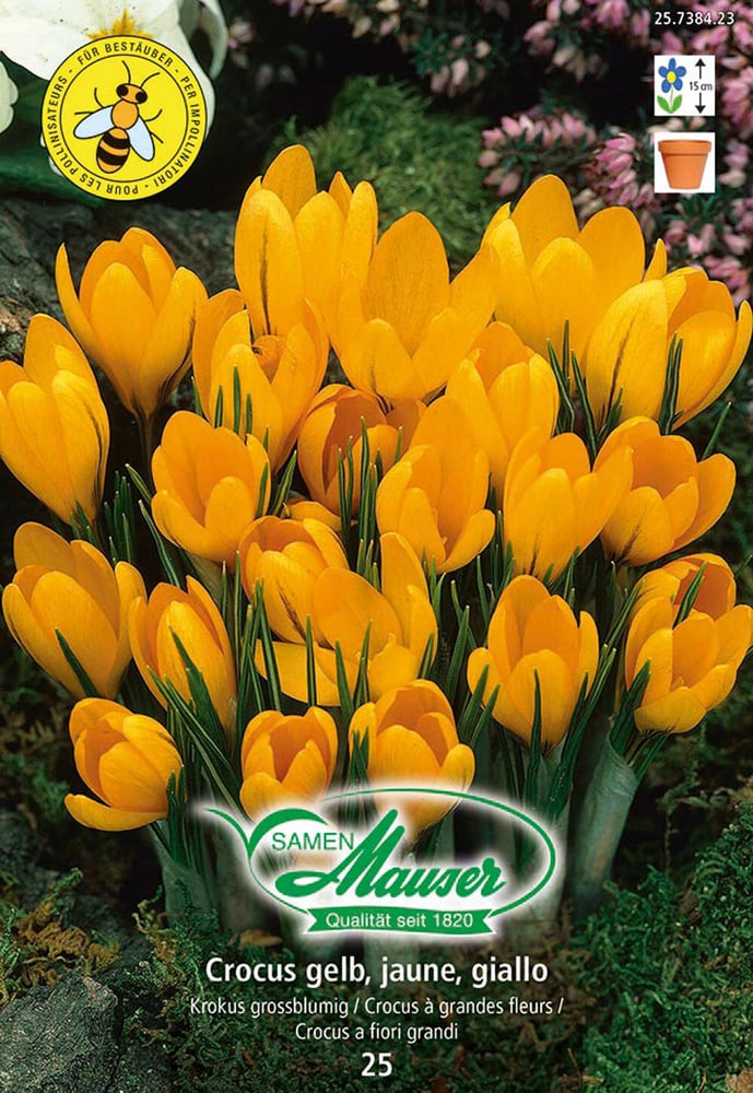 Crocus Ideal jaune Bulbes à fleurs Samen Mauser 650295500000 Photo no. 1