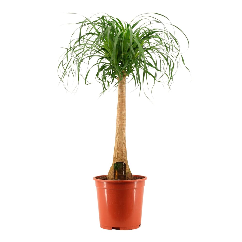 Nolina Ø27cm Grünpflanze - kaufen bei Do it + Garden Migros