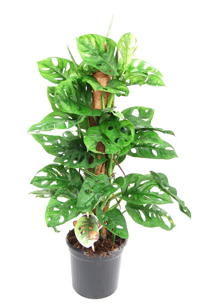 Monstera Ø16cm Pianta verde 300348800000 N. figura 1