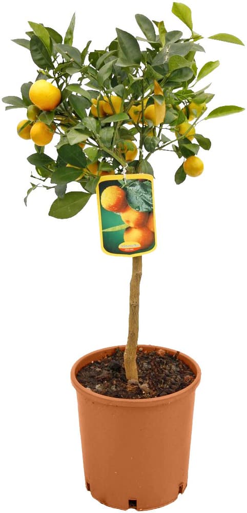 Alberello di kumquat Citrus japonica Ø20cm Agrume 650350800000 N. figura 1