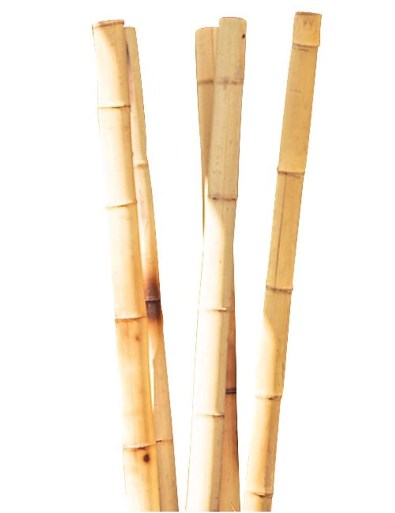Tige de bambou Soutien aux plantes Windhager 647257900000 Photo no. 1