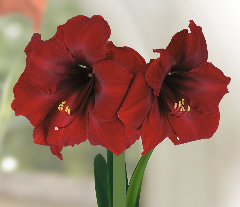 Royal Velvet 1 Amaryllis Samen Mauser 650265400000 Photo no. 1