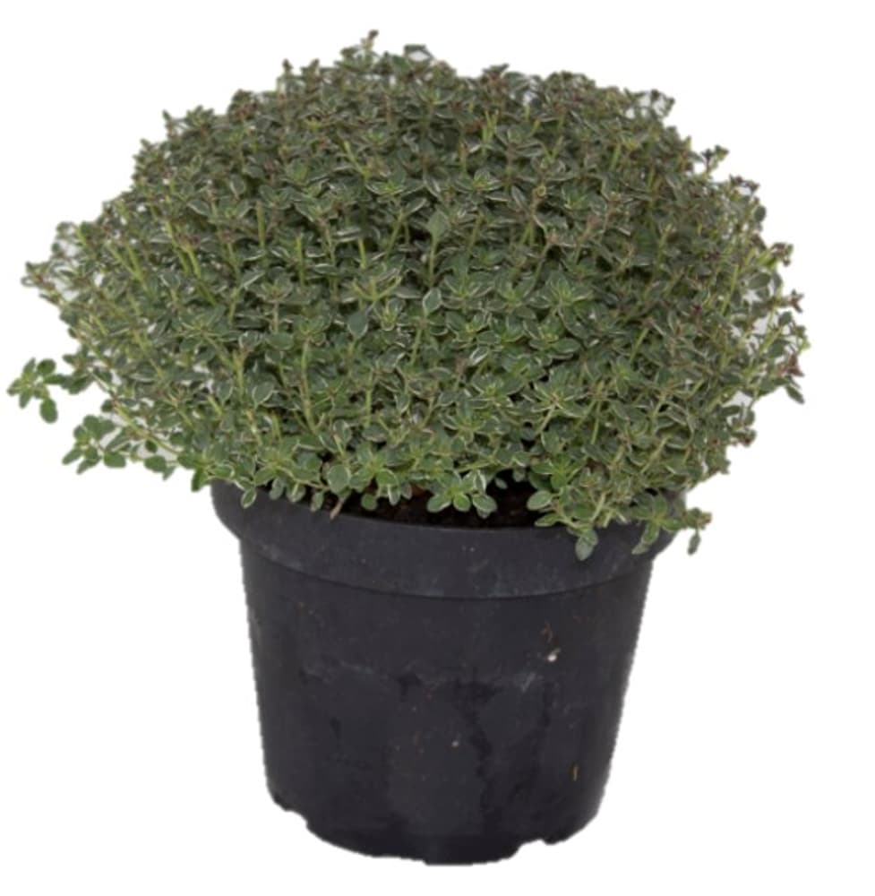 Timo bianco-verde Thymus vulgaris Ø14cm Pianta d'erba aromatica 307018401000 N. figura 1