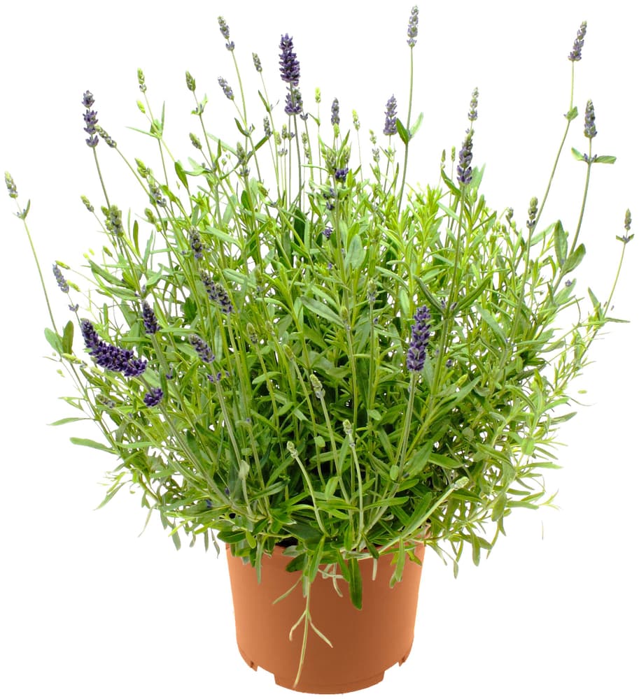 Lavendel Lavandula angustifolia Ø12cm Kräuterpflanze 307124700000 Bild Nr. 1