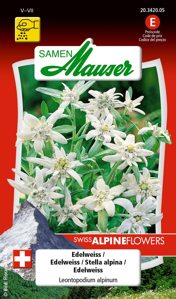 Stella alpina Sementi di fiori Samen Mauser 650103301000 Contenuto 0.05 g  N. figura 1