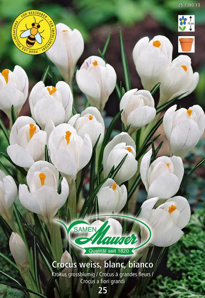 Crocus Ideal Blanc Bulbes à fleurs Samen Mauser 650295400000 Photo no. 1