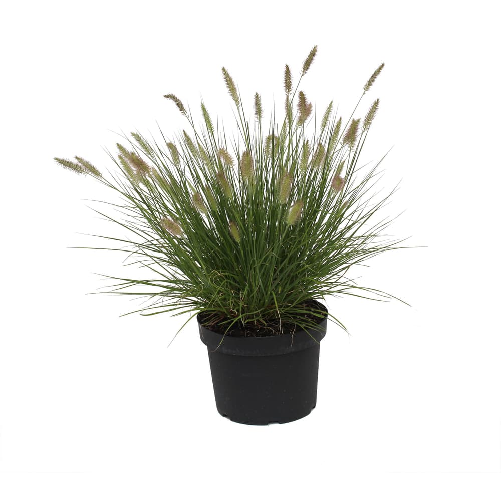 Erba di setole di piume Pennisetum Mix Ø28cm Erba ornamentale 308274800000 N. figura 1