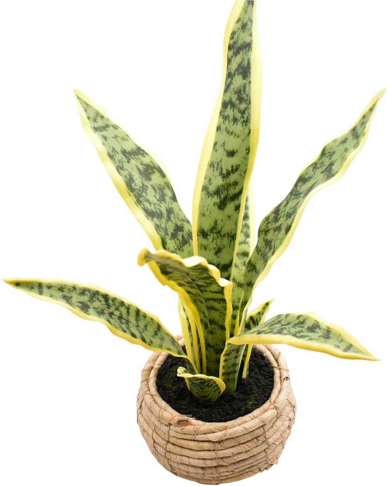 Sansevieria trifasciata vaso di rattain Plante artificiale Do it + Garden 658075900000 N. figura 1