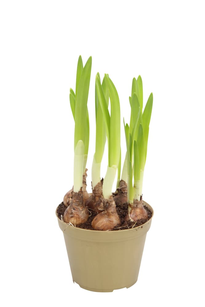 Narcisi Narcisuss Ø12cm Pianta da fiore Narcisi Narcisuss Ø12cm Pianta da fiore 302026400000 N. figura 1