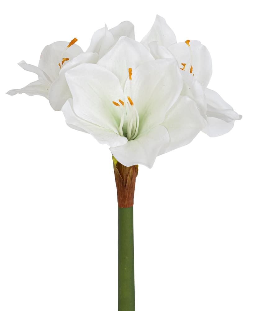 Amaryllis Fleur artificielle 655160600010 Couleur Blanc Dimensions L: 34.0 cm Photo no. 1