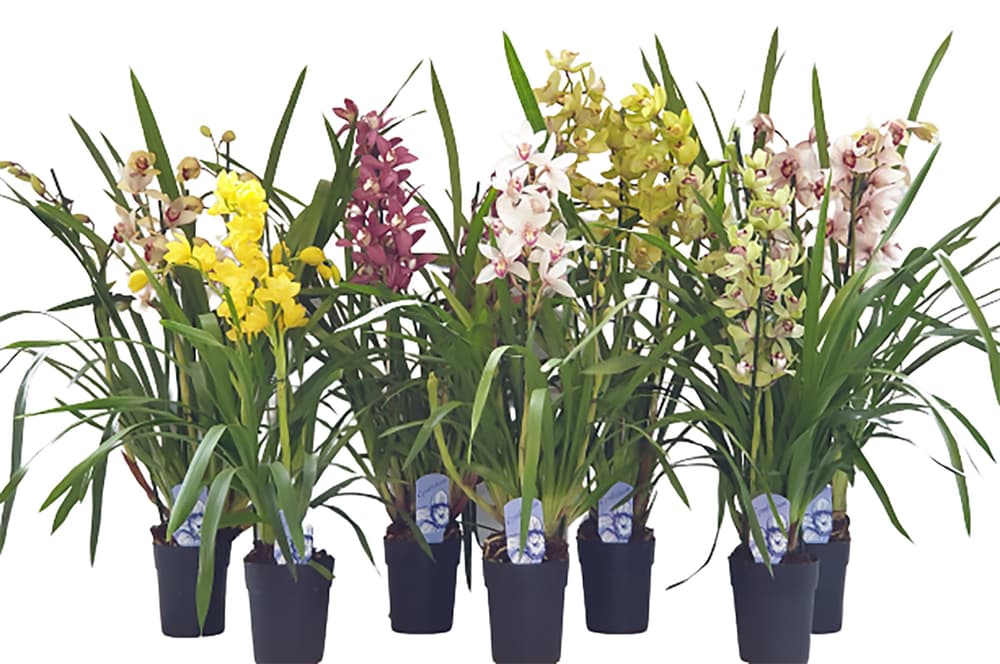 Cymbidium Mix Ø14cm Pianta da fiore Cymbidium Mix Ø14cm Pianta da fiore 300409700000 N. figura 1