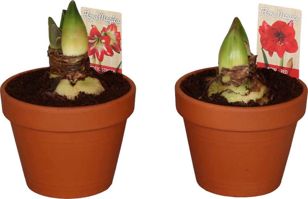 Amaryllis Mix in coprivaso Ø17cm Pianta verde Amaryllis Mix in coprivaso Ø17cm Pianta verde 300355800000 N. figura 1