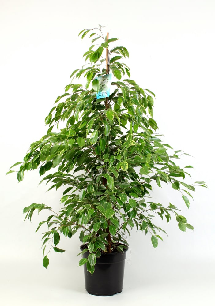 Ficus Benjamina Ø27cm Grünpflanze Ficus Benjamina Ø27cm Grünpflanze 300309500000 Bild Nr. 1