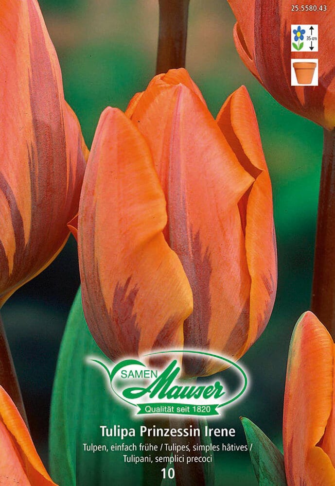 Tulipes simples Bulbes à fleurs Samen Mauser 650262200000 Photo no. 1