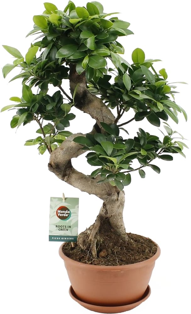 Chinesische Feige Ficus microcarpa Ø22cm Grünpflanze 300300300000 Bild Nr. 1