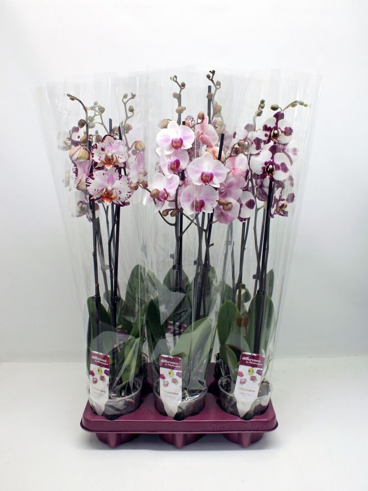 Schmetterlingsorchidee Phalaenopsis Weiss-gefleckt (6er Set) Ø12cm Orchidee 650368000000 Bild Nr. 1