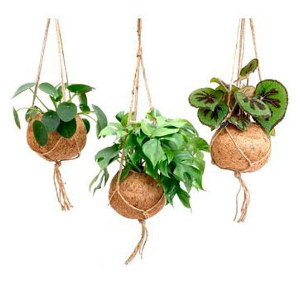 Kokodama Dream Mix Ampel (3er Set) Ø17cm Grünpflanze - kaufen bei Do it +  Garden Migros