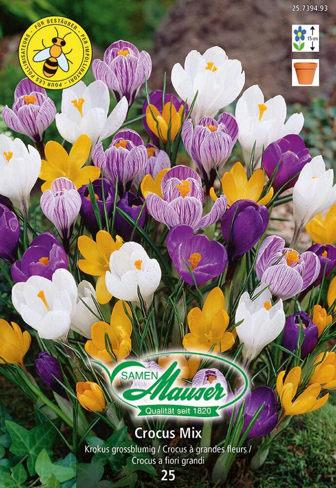 Crocus Bulbi da fiore Samen Mauser 650260700000 N. figura 1