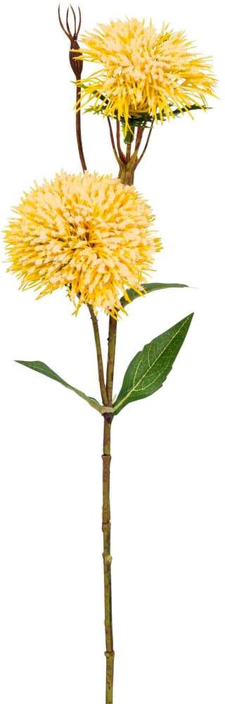 Grevillea Fleur artificielle 658079600000 Couleur Jaune Dimensions L: 50.0 cm Photo no. 1