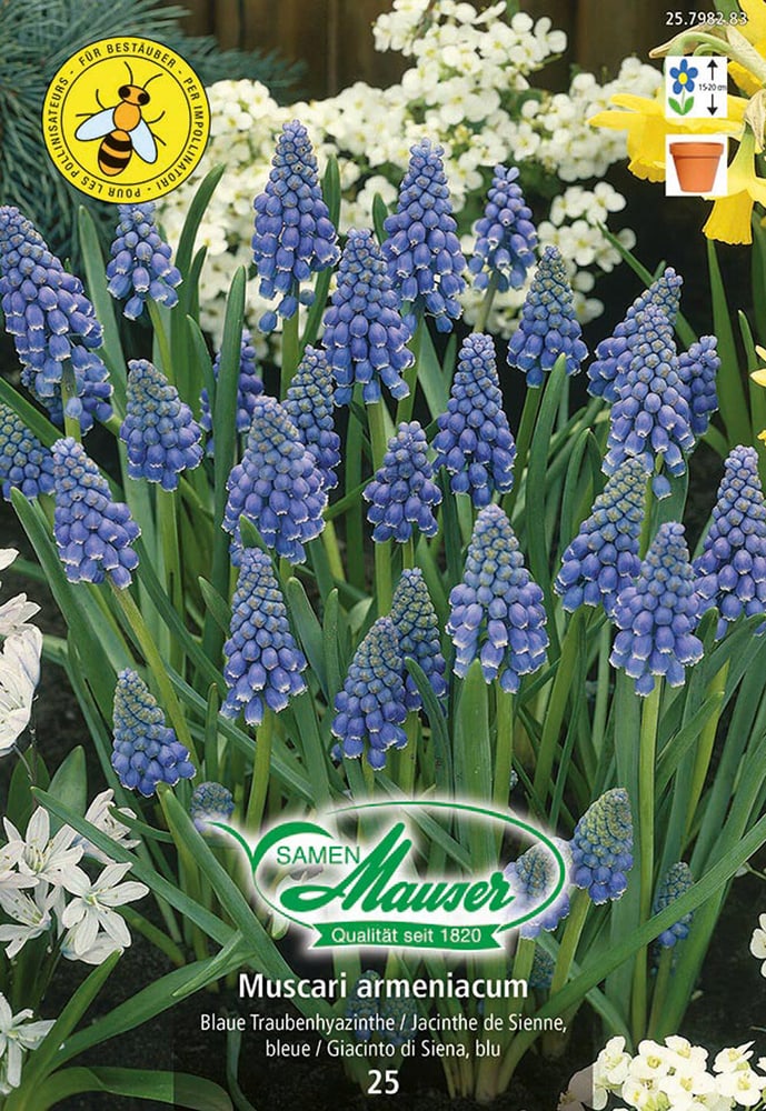 Muscari armeniacum, Traubenhyazinthe Blumenzwiebeln Samen Mauser 650297100000 Bild Nr. 1