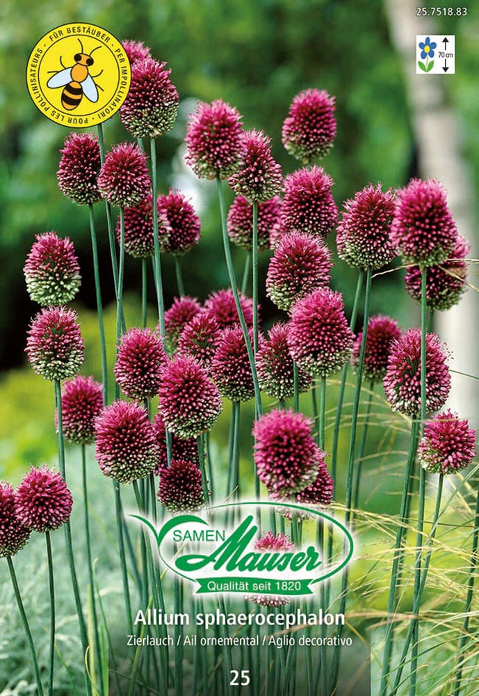 Allium sphaerocephalon Bulbi da fiore Samen Mauser 650296600000 N. figura 1