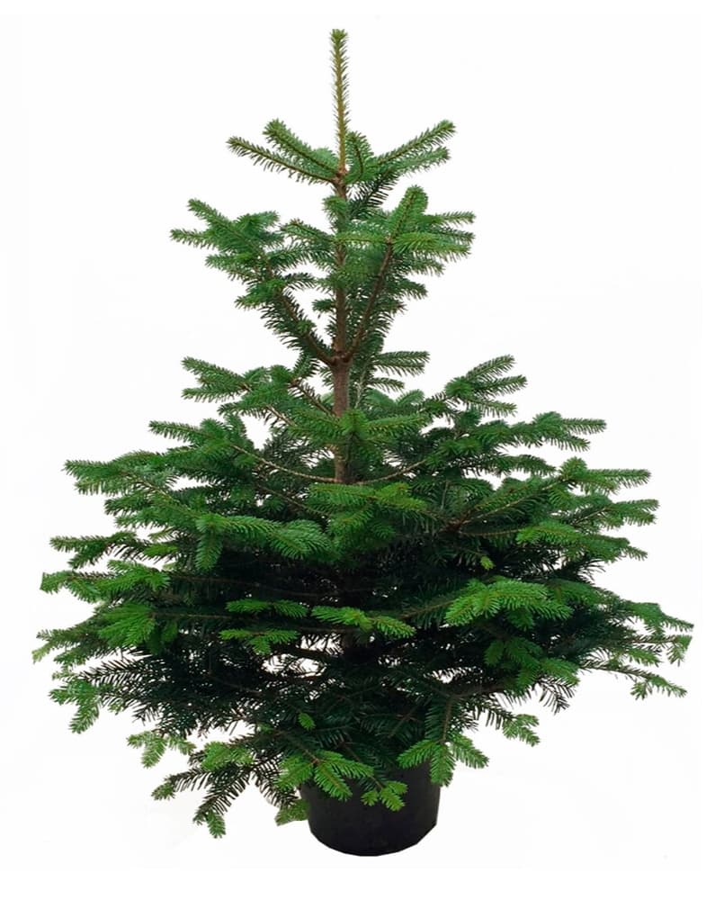 Albero di Natale in vaso 60-80cm Albero di Natale 650363500000 N. figura 1