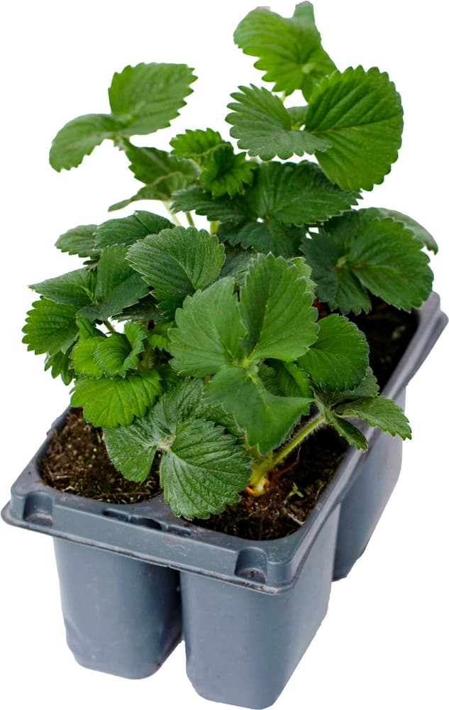 Fragola Thuchampion Fragaria (set da 10) in coprivaso 17x11cm Frutta a bacche Fragola Thuchampion Fragaria (set da 10) in coprivaso 17x11cm Frutta a bacche 308823900000 N. figura 1
