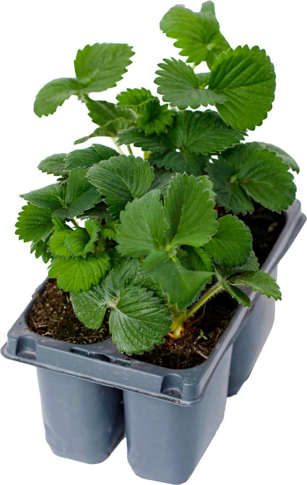 Erdbeere Thuchampion Fragaria (lot de 10) avec cache-pot 17x11cm Fruits rouges 308823900000 Photo no. 1