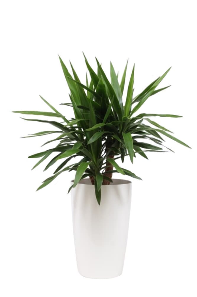 Yucca in coprivaso Ø29cm Pianta verde 650338600000 Colore del vaso Bianco N. figura 1