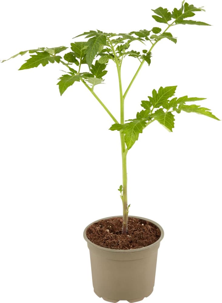 Bio Tomate Lycopersicon esculentum Ø12cm Gemüsepflanze 307119300000 Bild Nr. 1