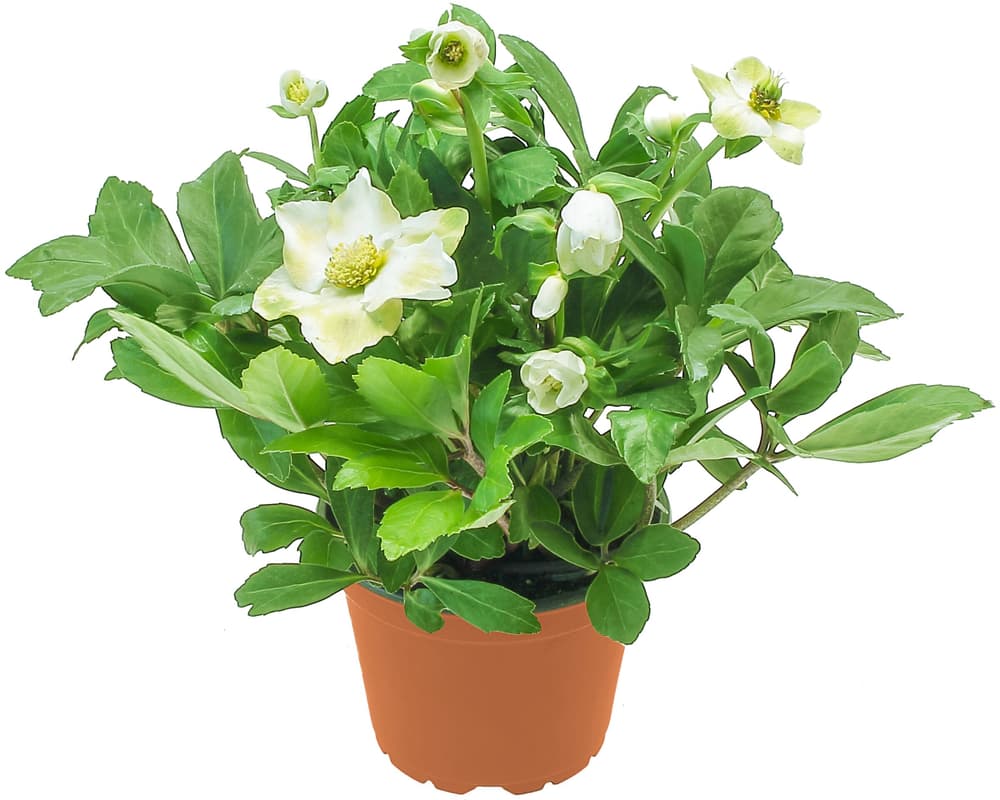 Helleborus Ø12cm Blühpflanze Helleborus Ø12cm Blühpflanze 308212700000 Bild Nr. 1