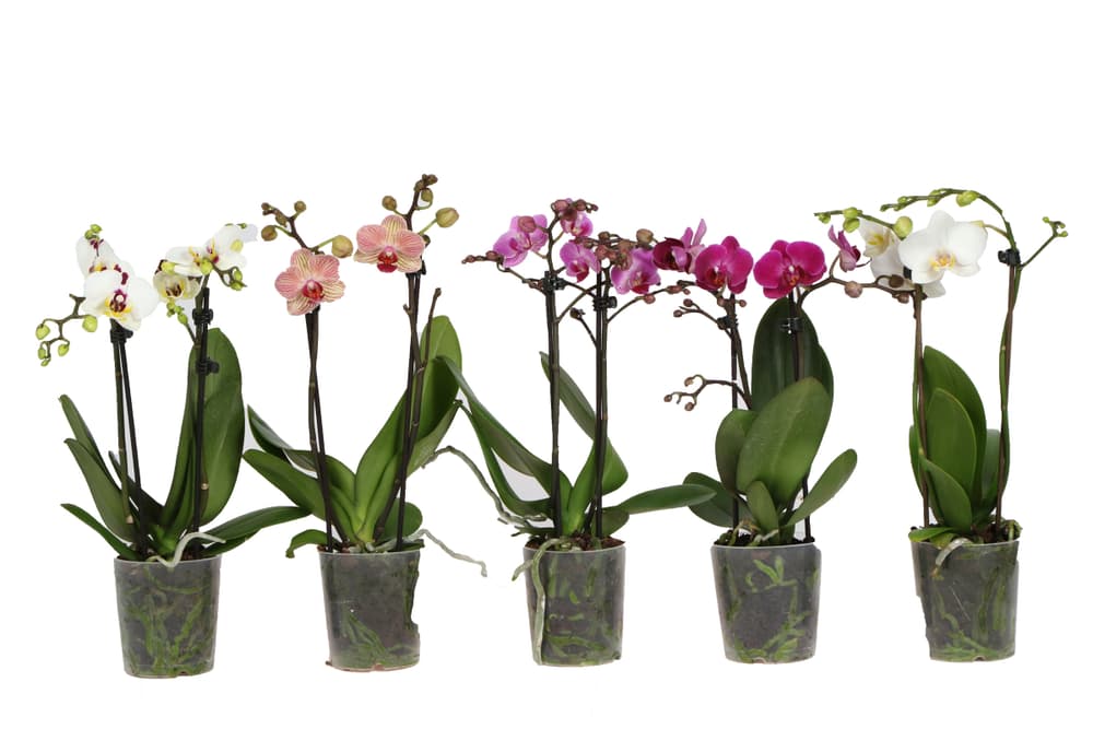 Phalaenopsis in coprivaso Ø9 Orchidea 300296000000 N. figura 1