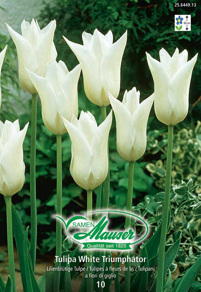 Tulipani a fiore di giglio Bulbi da fiore Samen Mauser 650263000000 N. figura 1