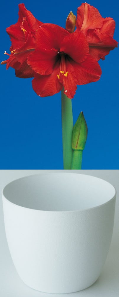 Gloria rosso in Cachepot bianco Amaryllis Samen Mauser 650264000000 N. figura 1