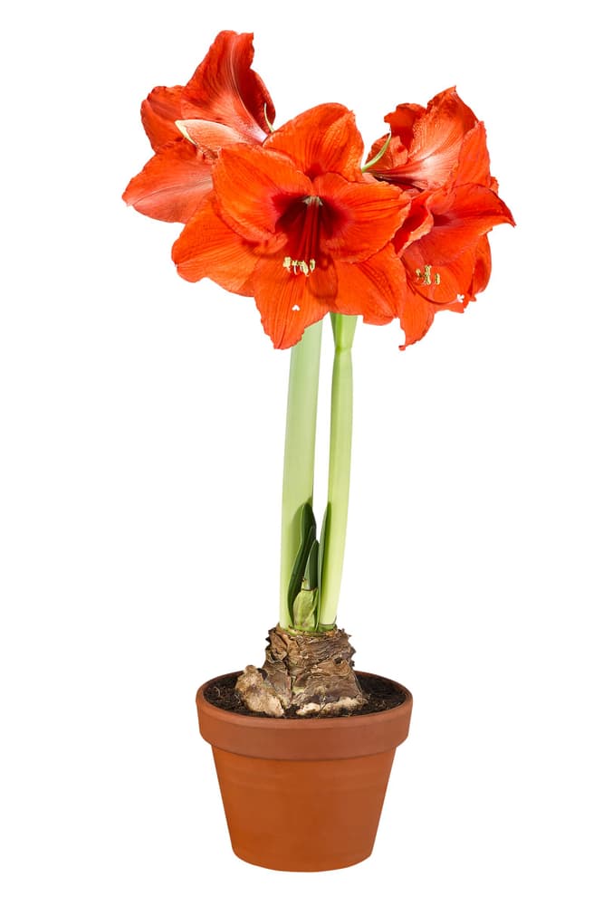 Amaryllis Hippeastrum kolibri in coprivaso Ø9cm Pianta da fiore Amaryllis Hippeastrum kolibri in coprivaso Ø9cm Pianta da fiore 300217700000 N. figura 1