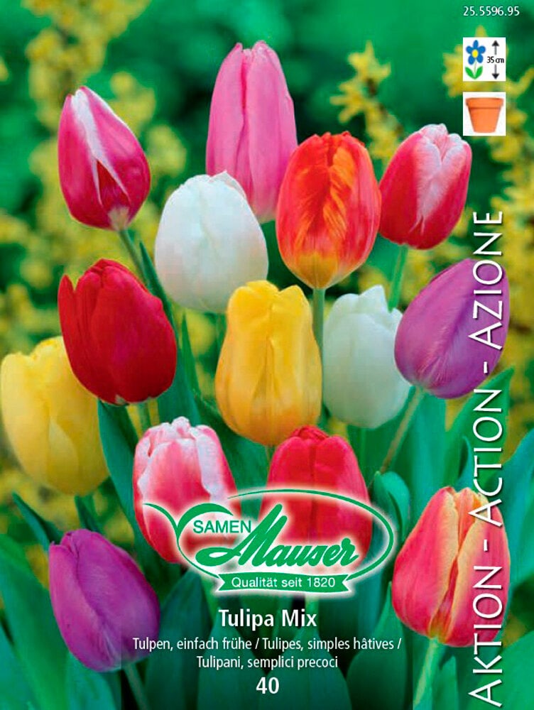 Mélange de tulipes simples Bulbes à fleurs Samen Mauser 650263400000 Photo no. 1