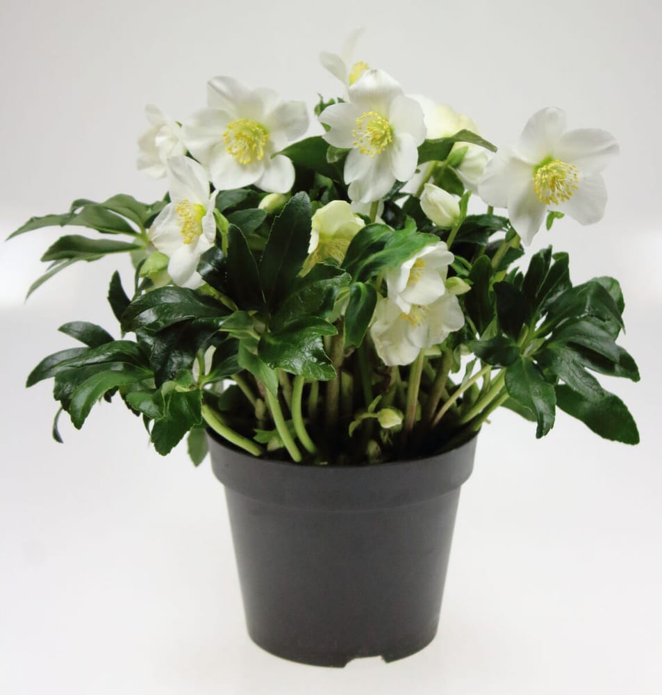 Helleborus Ø17cm Pianta da fiore 308215600000 N. figura 1