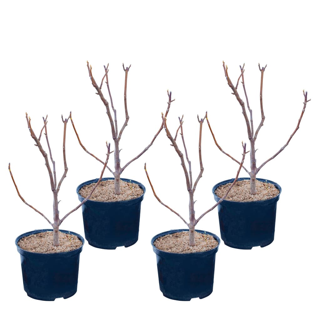 Fico Dalmatie Ficus (set da 4) 5l Fico 650604100000 N. figura 1