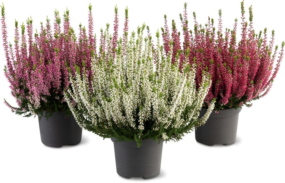 Calluna vulgaris Ø13cm Pianta da fiore 302085800000 N. figura 1