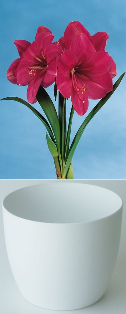 Gloria rose en cachepot blanc Amaryllis Samen Mauser 650264800000 Photo no. 1