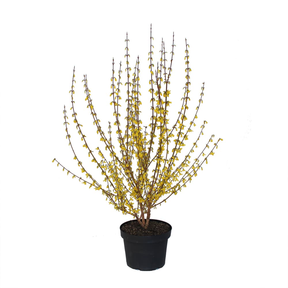Forsythia 10l Arbusto ornamentale 650141800000 N. figura 1