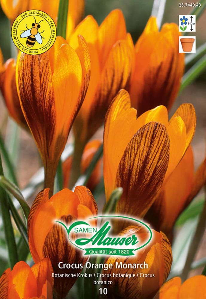 Crocus Orange Monarch Bulbes à fleurs Samen Mauser 650295800000 Photo no. 1