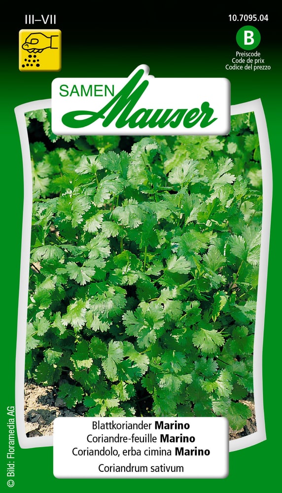 Coriandre-feuille Marino Semences d’herbes arom. Samen Mauser 650119901000 Contenu 3 g (env. 300 plantes ou 4-6 m Photo no. 1