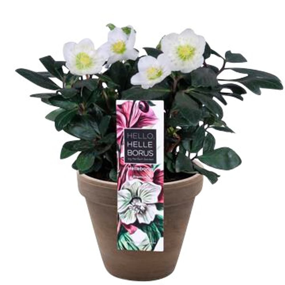 Helleborus Christmas Carol Ø18cm Pianta da fiore 308313300000 N. figura 1