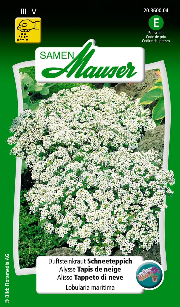 Alysse Tapis de neige Semences de fleurs Samen Mauser 650105101000 Contenu 1 g (env. 200 plantes ou 6 - 8 m²) Photo no. 1