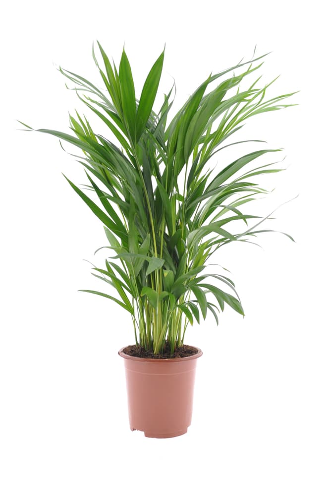 Dypsis Lutescens Areca (3er Set) Ø17 Grünpflanze 650387000000 Bild Nr. 1