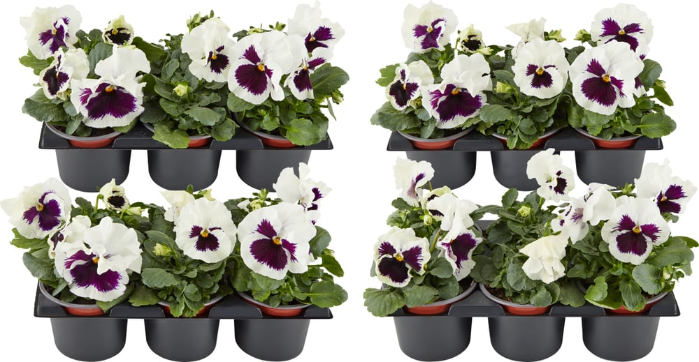 Viola wittrockiana Weiss (set da 24) Ø9cm Fiore primaverile 650392200000 N. figura 1