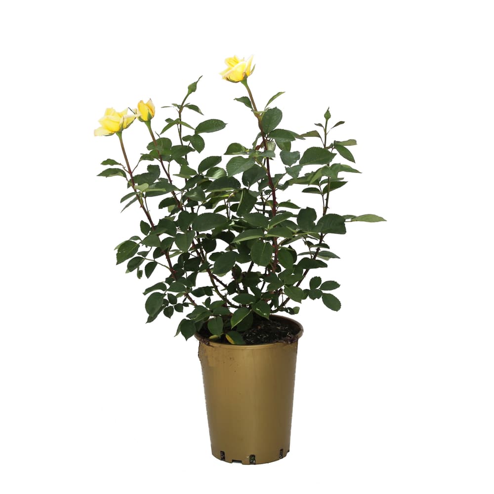 Duftrose Golden Silk 6l Rose 650344400000 Bild Nr. 1