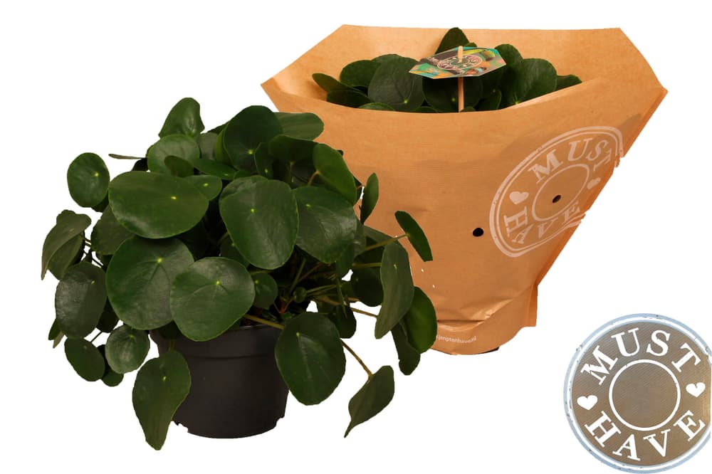 Pilea peperomoides Ø17cm Pianta verde Pilea peperomoides Ø17cm Pianta verde 300407200000 N. figura 1